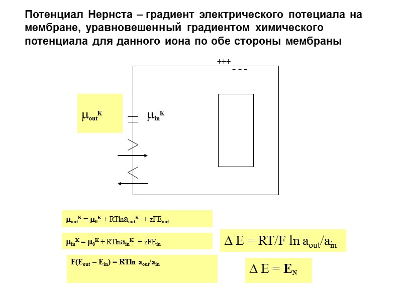 Потенциал Нернста – градиент электрического потециала на мембране, уравновешенный градиентом химического потенциала для данного